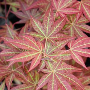 Image Property of Sooner Plant Farm (Spring Color)