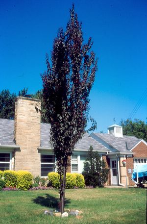 Beautiful dark purple foliage all summer! Narrow shape makes Crimson Poite perfect for smaller landscapes.