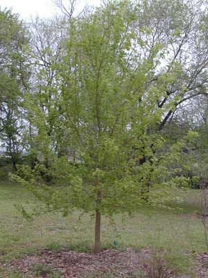 Image property of Sooner Plant Farm, Inc.