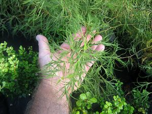 Image Property of Sooner Plant Farm