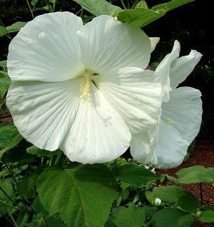 Image courtesy of North Creek Nursery