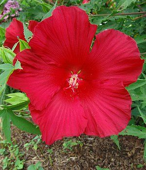 Image courtesy of North Creek Nursery