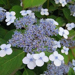 Image courtesy of Greenleaf Nursery