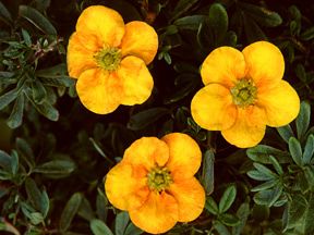 Image courtesy of Spring Meadow Nursery