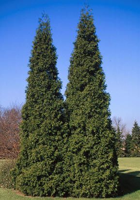 Image courtesy of Spring Grove Nursery