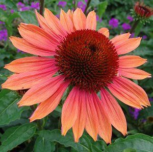 Image courtesy of North Creek Nursery