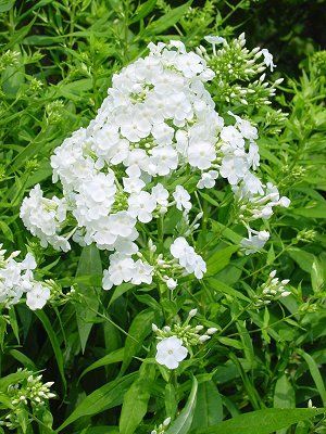 Image courtesy of North Creek Nursery