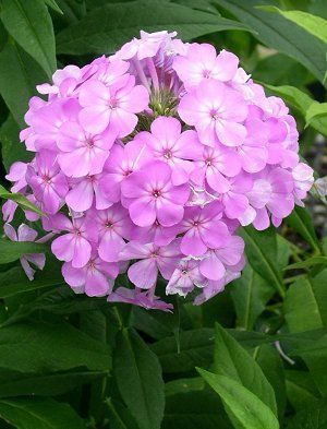 Image courtesy of North Creek Nursery