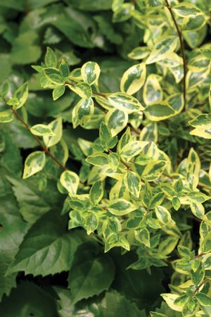 Image courtesy of Spring Meadow Nursery