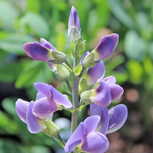 Image Property of Sooner Plant Farm