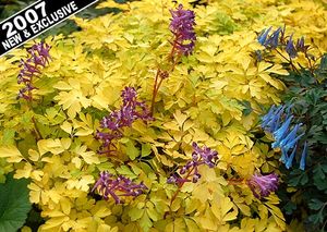 Image courtesy of Terra Nova Nursery