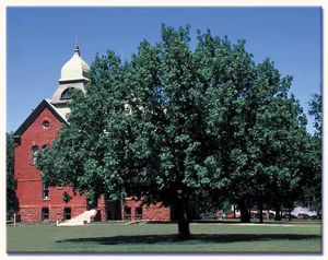 BUR OAK