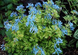 Image courtesy of Terra Nove Nursery