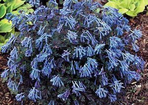 Image courtesy of Terra Nova Nursery