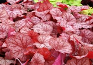 Image courtesy of Terra Nova Nursery
