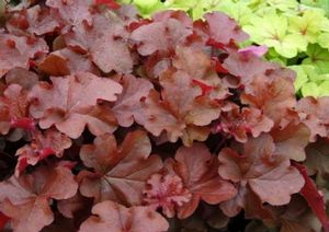Image courtesy of Terra Nova Nursery