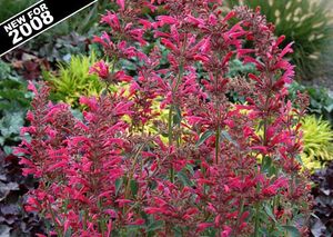 Image courtesy of Terra Nova Nursery