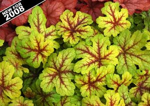 Image courtesy of Terra Nova Nursery