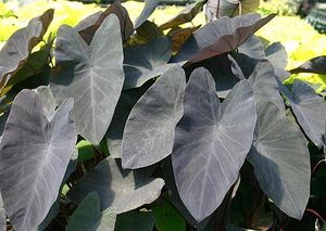 Image courtesy of Terra Nova Nursery