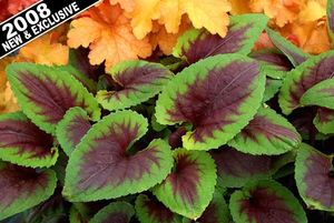 Image courtesy of Terra Nova Nursery