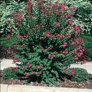 Image courtesy of Greenleaf Nursery