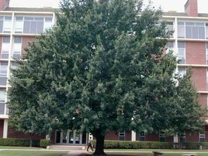 ENGLISH OAK