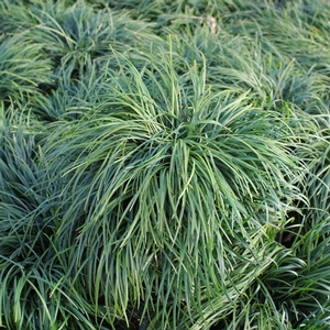 Image Property of Sooner Plant Farm