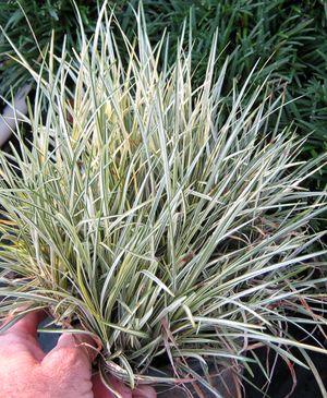 Perfect for shady walkways and borders
Image is property of Sooner Plant Farm