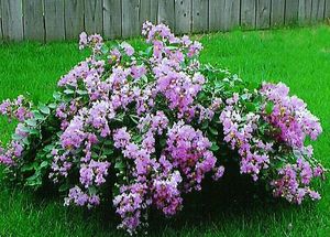 Image courtesy of Greenleaf Nursery