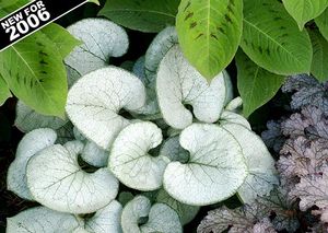 Image courtesy of Terra Nova Nursery