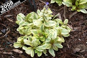 Image courtesy of Terra Nova Nursery