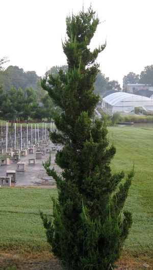 Image property of Sooner Plant Farm