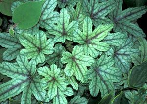 Image courtesy of Terra Nova Nursery