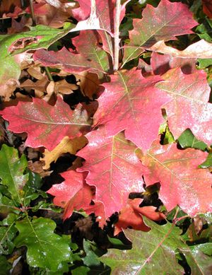 NORTHERN PIN OAK