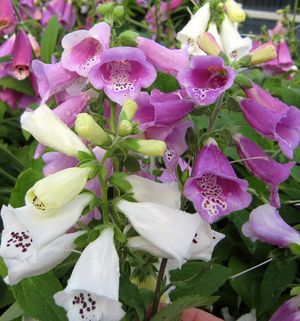 Image property of Sooner Plant Farm