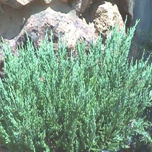 Image courtesy of Greenleaf Nursery