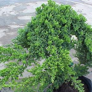 Image courtesy of Greenleaf Nursery