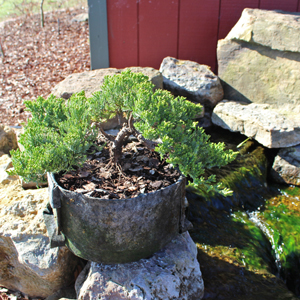 Image Property of Sooner Plant Farm (Bonsai-form)
