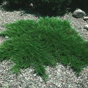 Image courtesy of Greenleaf Nursery