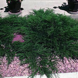 Image courtesy of Greenleaf Nursery