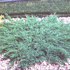 Image courtesy of Greenleaf Nursery
