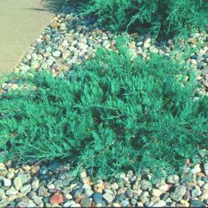 Image courtesy of Greenleaf Nursery