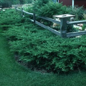 Image courtesy of Greenleaf Nursery