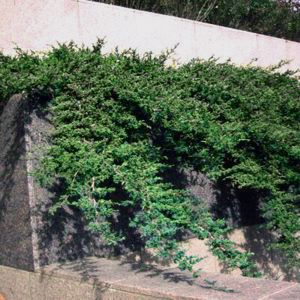 Image courtesy of Greenleaf Nursery