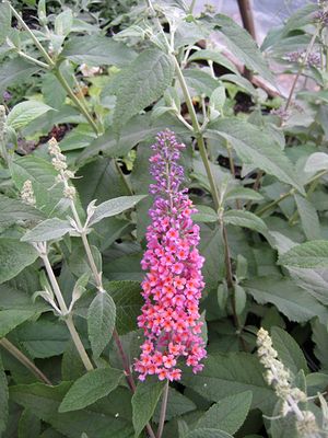 Image property of Sooner Plant Farm