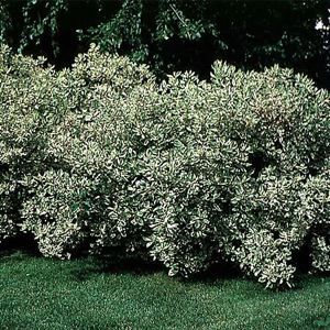 Image courtesy of Greenleaf Nursery