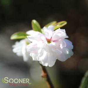 Image Property of Sooner Plant Farm, Inc.
