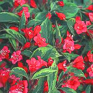 Image courtesy of Greenleaf Nursery