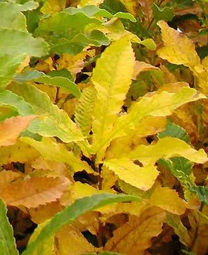 SAWTOOTH OAK