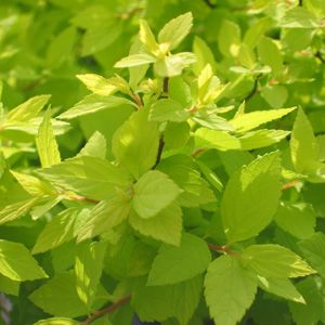 Image courtesy of Greenleaf Nursery